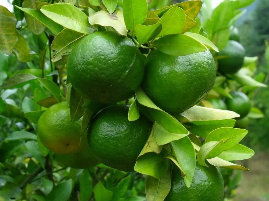 秋 意(圖3) 秋 意(圖3)