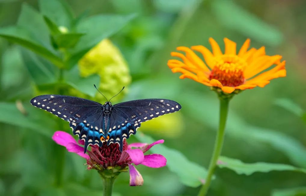 秋 意(圖2) 秋 意(圖2)