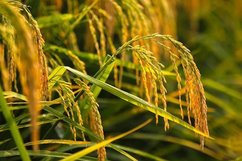 秋 意(圖4) 秋 意(圖4)